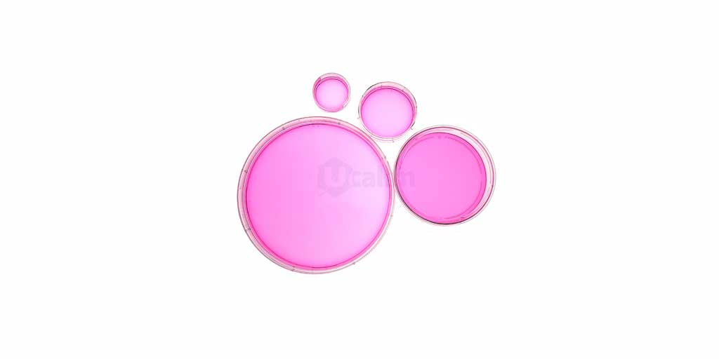 Guide to Selecting Cell Culture Dish