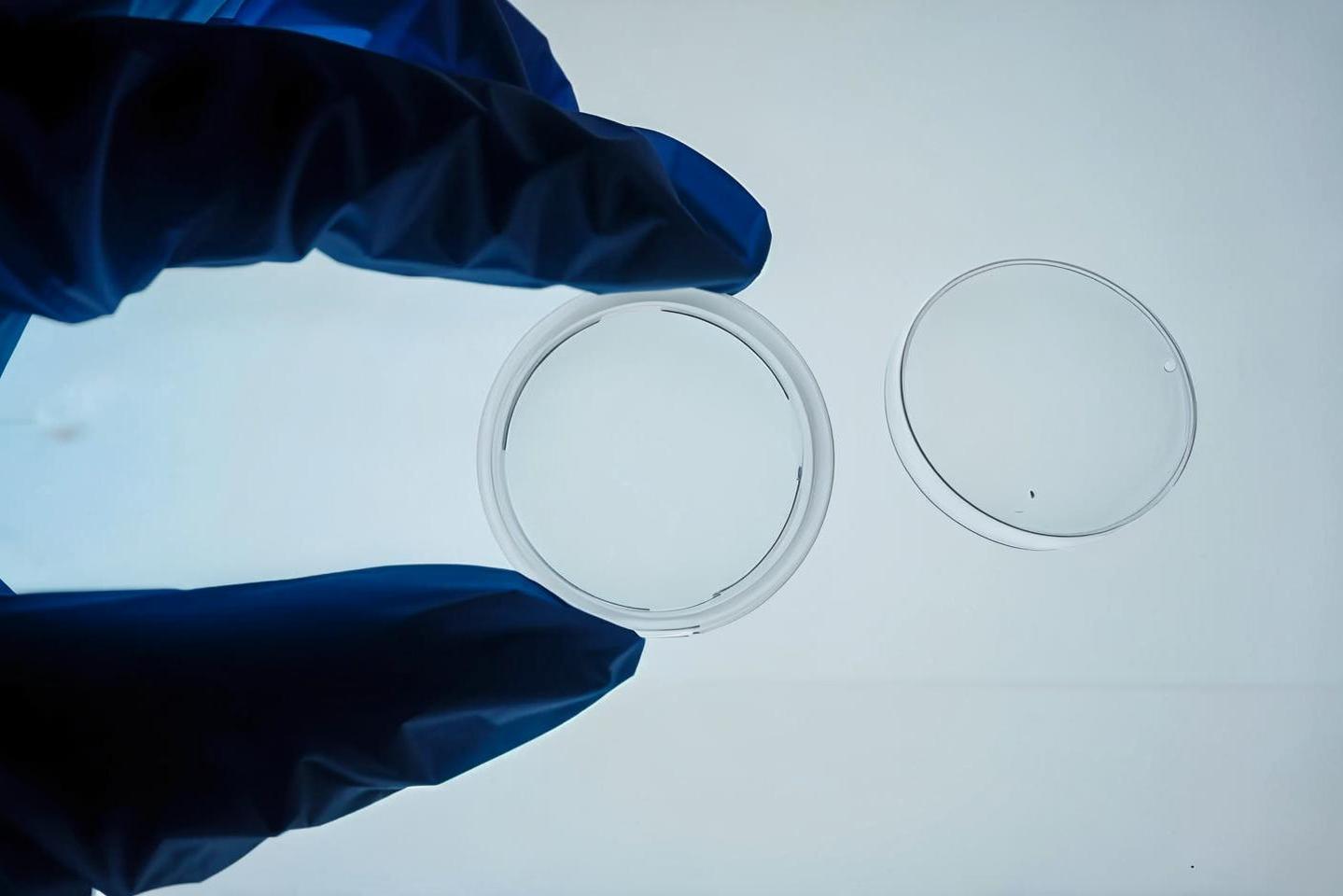 microbial culturing in petri dishes