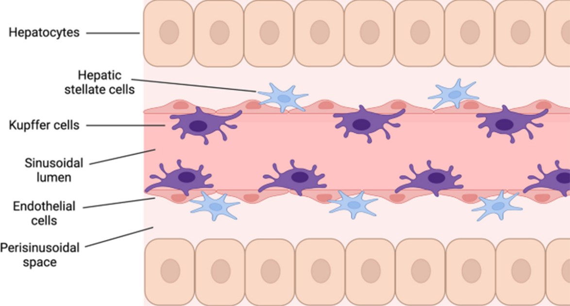 Human Hepatic Macrophages