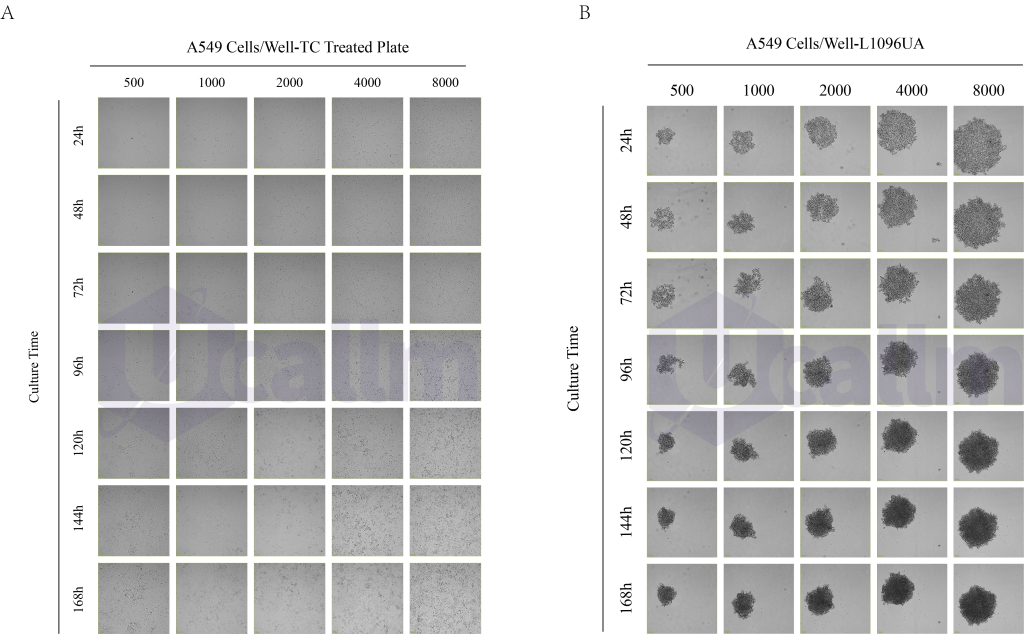 A549 cells cultured on Ultra-Low Attachment Surface forms tumor spheroids. A549 were seeded onto the T-25TCT (A) and Ultra-Low Attachment Surface (B)vessels.The cells were cultured for 24, 48,72, 96, 120, 144 and 168 hours and a representative image was taken using an Ucallm living image station. Scale barsrepresent 100 μm..
